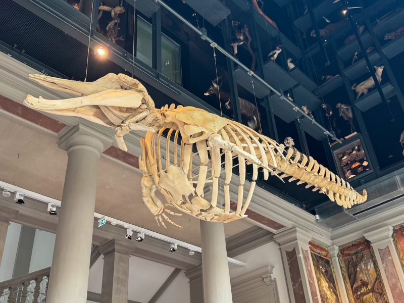 Musée zoologique baleine