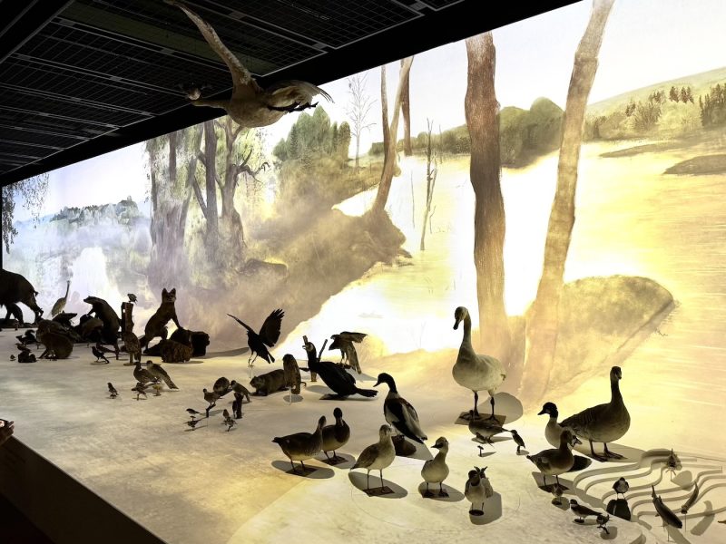 Musée zoologique