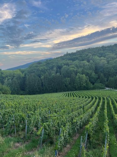 vignes itterswiller