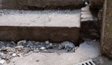 des propriétaires de Rouen démunis face à une invasion de rats
