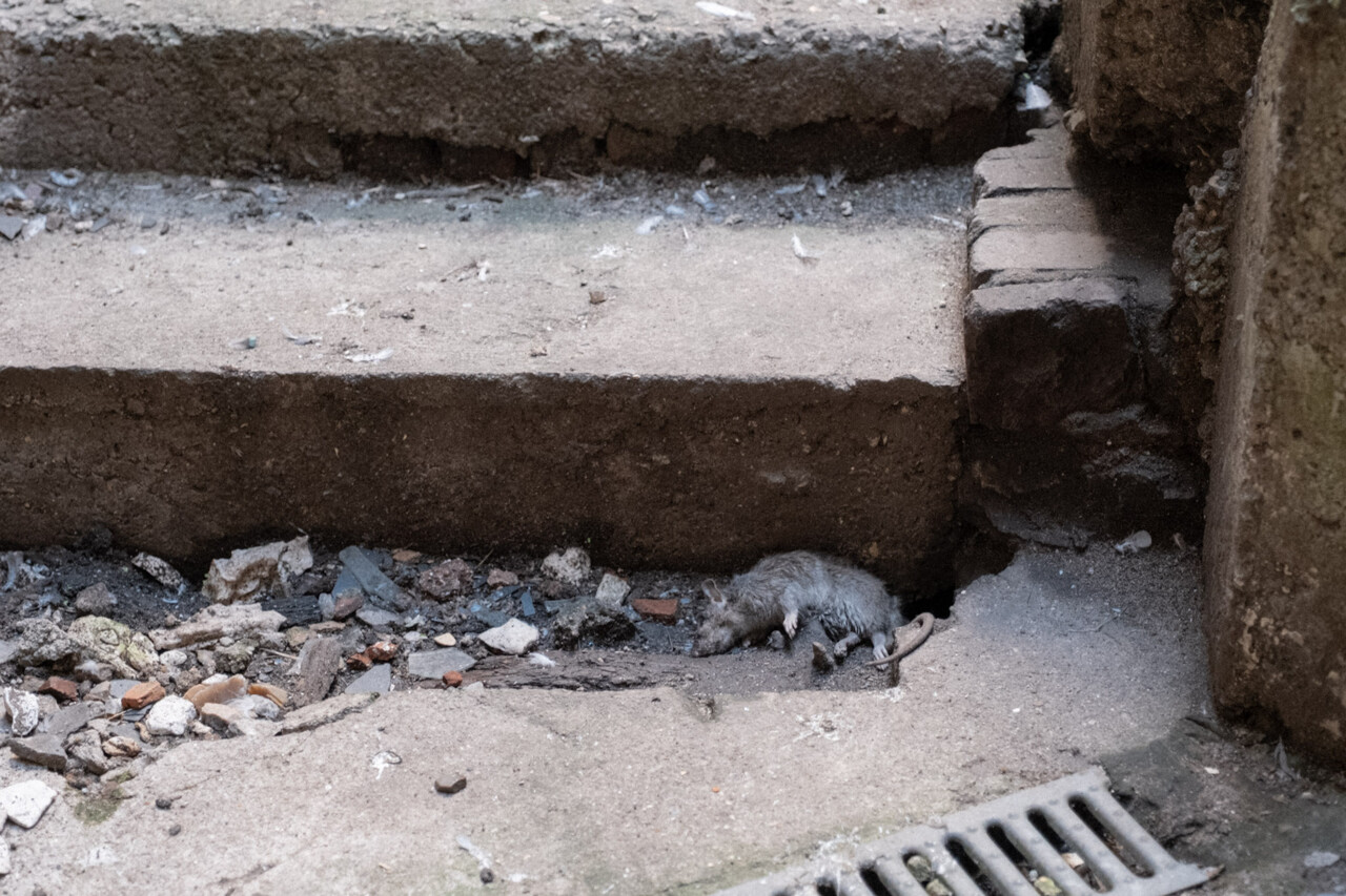 des propriétaires de Rouen démunis face à une invasion de rats