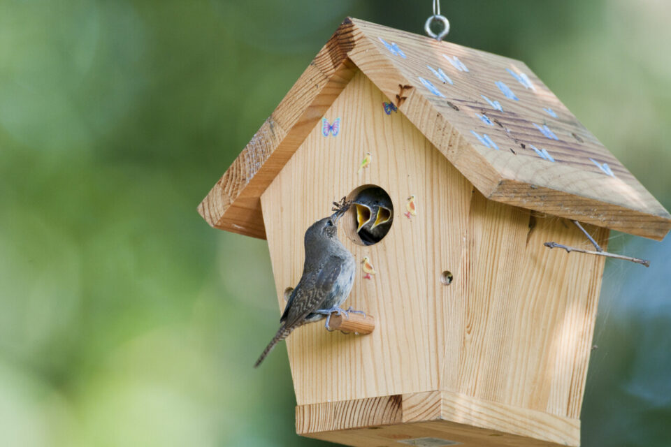 Neuf nichoirs ont été accrochés au parc Albert Edouard et cinq autres ont pris place dans le jardin Saint-Pierre, la prochaine étape sera certainement au sommet de la Redoute de Ballestras