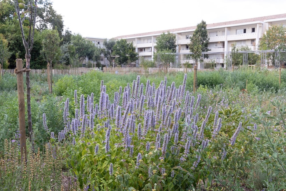 jardin-de-ta-soeur