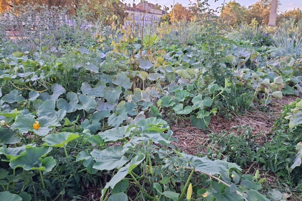 Les légumes poussent à leur rythme au centre de la place Carnot.