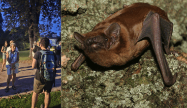 rencontre avec des chauves-souris, entre idées reçues et infos insolites