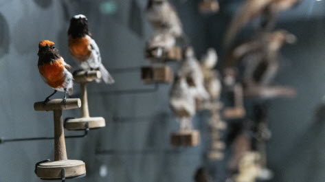 La galerie des oiseaux ne montre pas moins de 600 spécimens.  Photo Thomas Toussaint