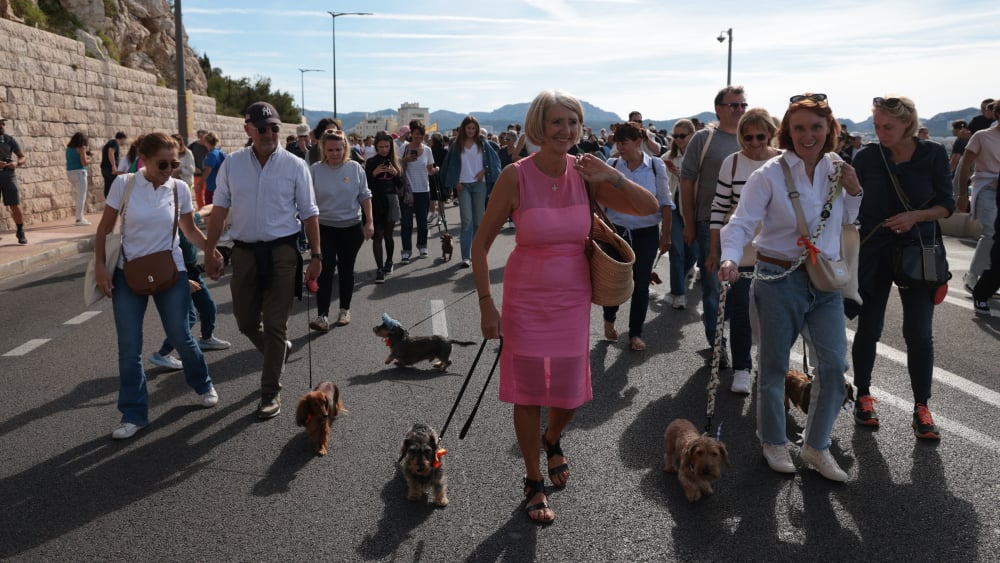 la voie est libre pour les chiens saucisses sur la corniche Kennedy à Marseille