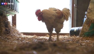 Produits laitiers, volailles, fruits : pourquoi la France est contrainte à importer de plus en plus de denrées agricoles