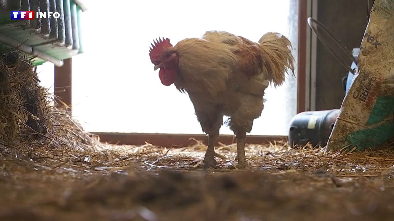 Produits laitiers, volailles, fruits : pourquoi la France est contrainte à importer de plus en plus de denrées agricoles