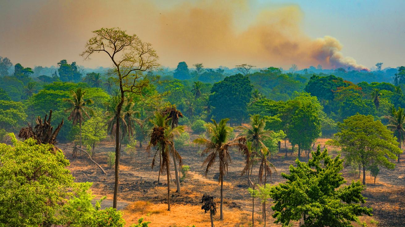 Illustration de la dégradation préoccupante des forêts indiennes mise en évidence par l'étude de l'IIT Kharagpur.