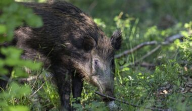 la prolifération des sangliers en pleine ville inquiète près de Grenoble
