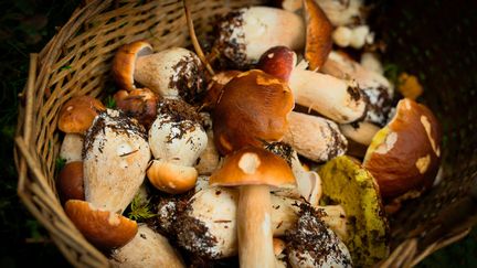 Des cèpes dans un panier. Image d'illustration. (RICHARD BRUNEL / MAXPPP)
