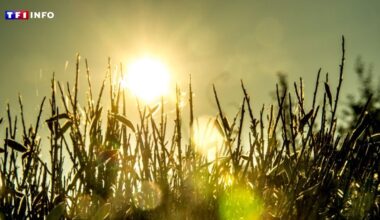 L'été revient pour quelques jours : ce que la météo nous réserve