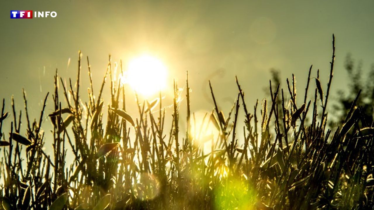 L'été revient pour quelques jours : ce que la météo nous réserve