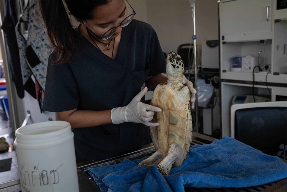 Oranee Jongkolpath, 30 ans, vétérinaire au Centre thaïlandais de recherche et de développement sur les ressources marines et côtières de la province de Rayong, s’apprête à nettoyer une tortue ayant subi une double amputation à Prasae, en Thaïlande, le samedi 18 janvier 2025.