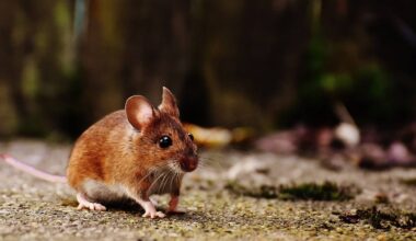 Des chercheurs stéphanois percent les mystères du langage caché des souris
