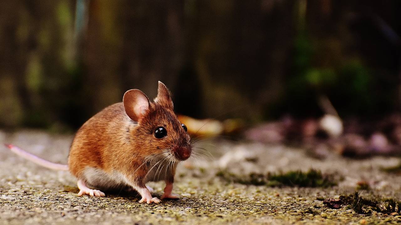 Des chercheurs stéphanois percent les mystères du langage caché des souris
