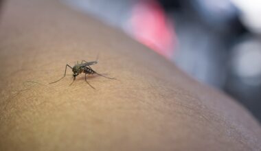 Près de Grenoble. Multiplication des cas de chikungunya en Isère : l'ARS fait le point