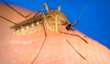 Un premier cas d'infection au virus West Nile recensé près de Toulouse : le patient est hospitalisé
