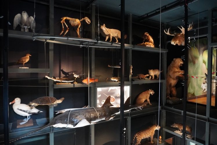 Musée zoologique
