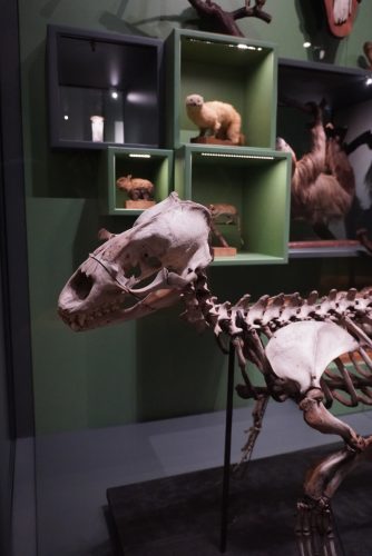 Musée zoologique