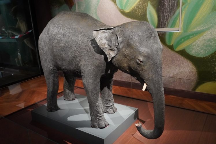 Musée zoologique éléphant