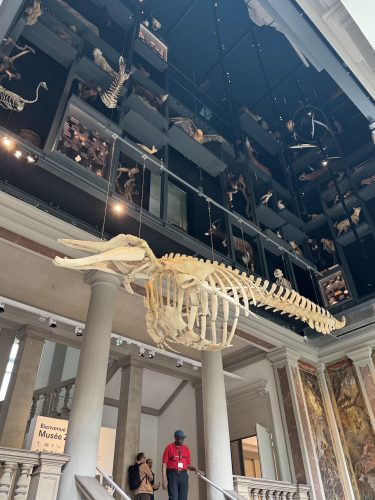 Musée zoologique baleine