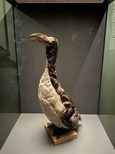 Musée zoologique