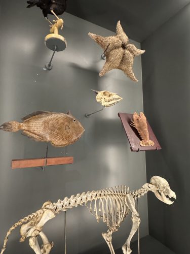 Musée zoologique