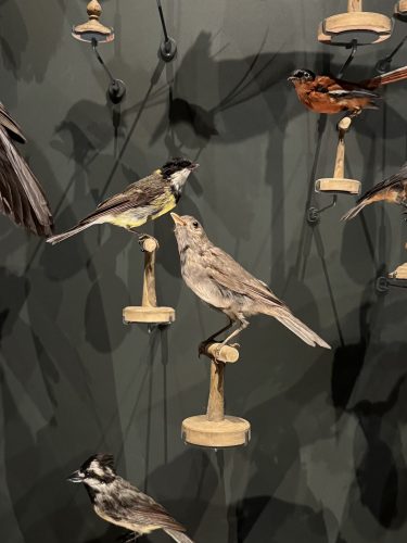 Musée zoologique