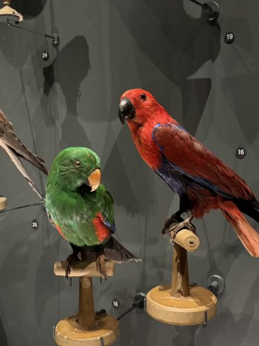 Musée zoologique