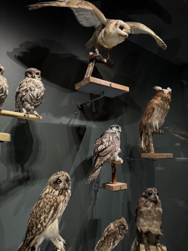 Musée zoologique