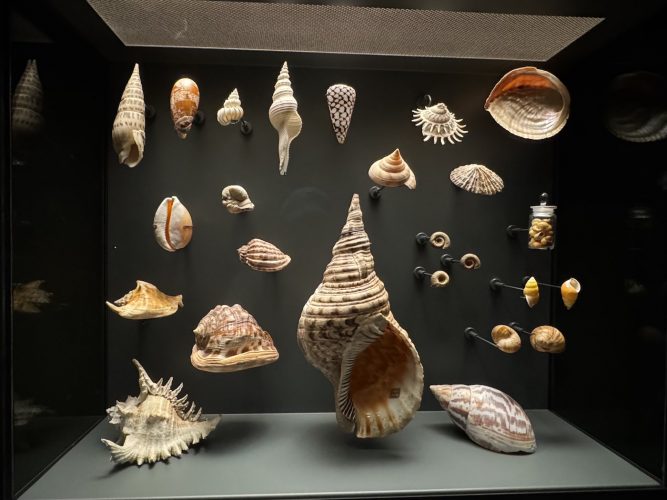 Musée zoologique coquillage