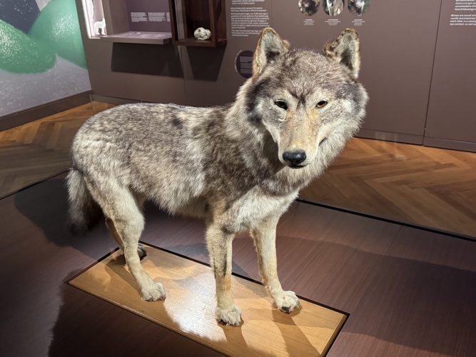 Musée zoologique loup