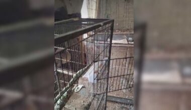 une centaine d'oiseaux retrouvés entassés dans un appartement
