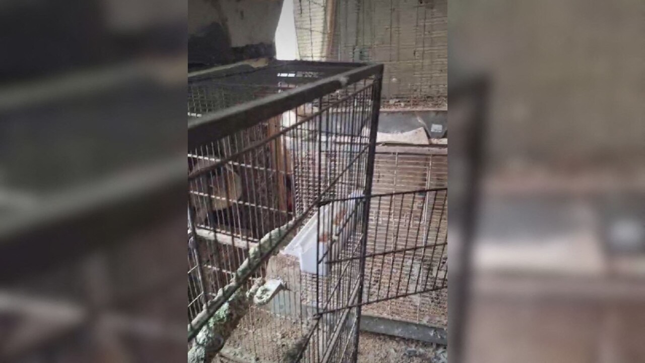 une centaine d'oiseaux retrouvés entassés dans un appartement