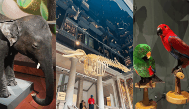 les premières images du Musée zoologique de Strasbourg sont là !