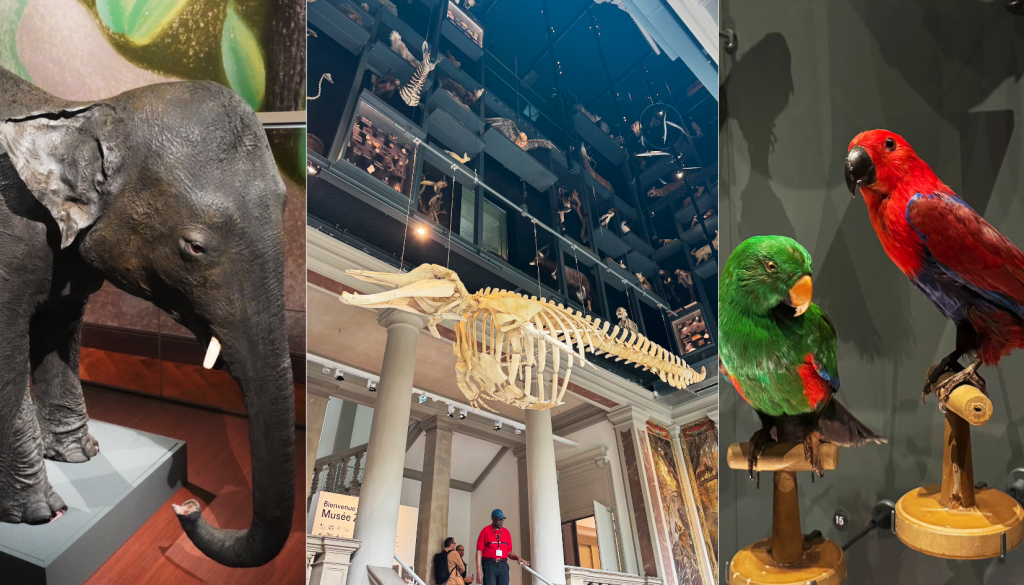 les premières images du Musée zoologique de Strasbourg sont là !