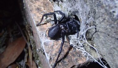 Le venin d'une araignée australienne pourrait aider les chercheurs à sauver des millions de vies
