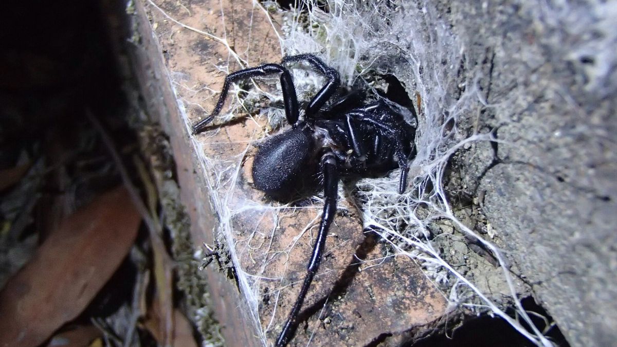 Le venin d'une araignée australienne pourrait aider les chercheurs à sauver des millions de vies