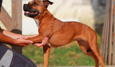 À Rouen, un ostéopathe animalier a-t-il mis en danger « les êtres qu'il a manipulés » ?