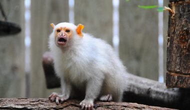 Intrusion dans un centre de recherche près de Strasbourg : 12 ouistitis portés disparus