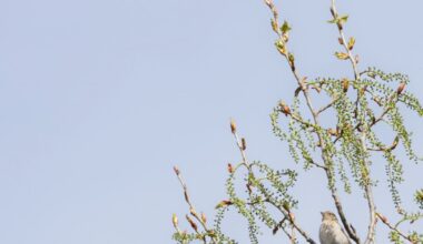 Oiseaux de bonheur. Les réserves naturelles de Strasbourg, terrain de jeu privilégié pour les oiseaux