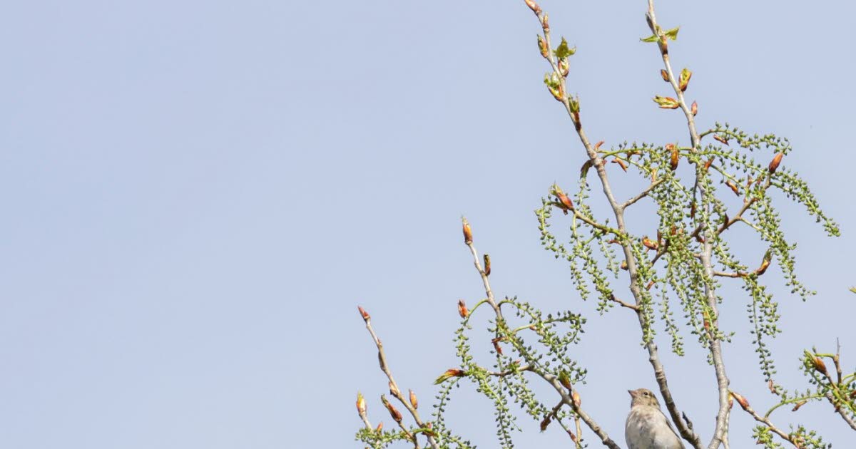Oiseaux de bonheur. Les réserves naturelles de Strasbourg, terrain de jeu privilégié pour les oiseaux