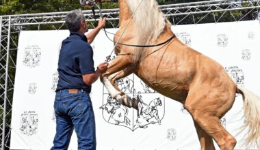 Spectacle équestre La Belle Epoque de l’Art déco