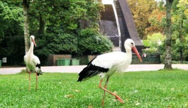 les cigognes visitent le parc de la pépinière