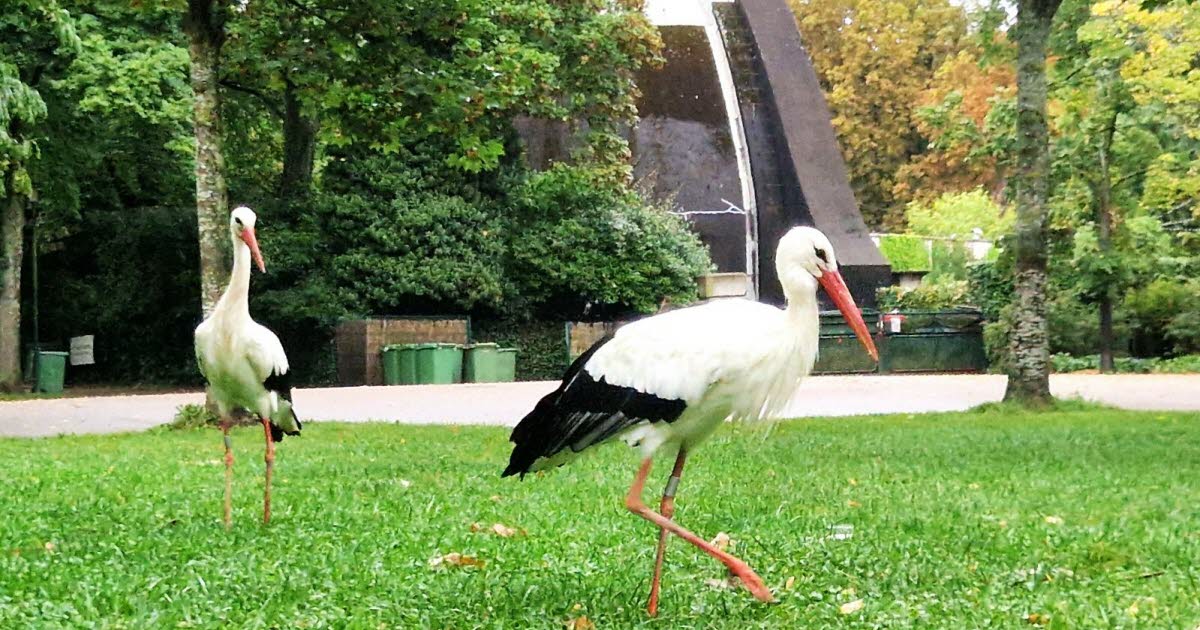 les cigognes visitent le parc de la pépinière