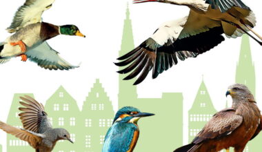 levez la tête, on a cinq oiseaux à vous faire découvrir