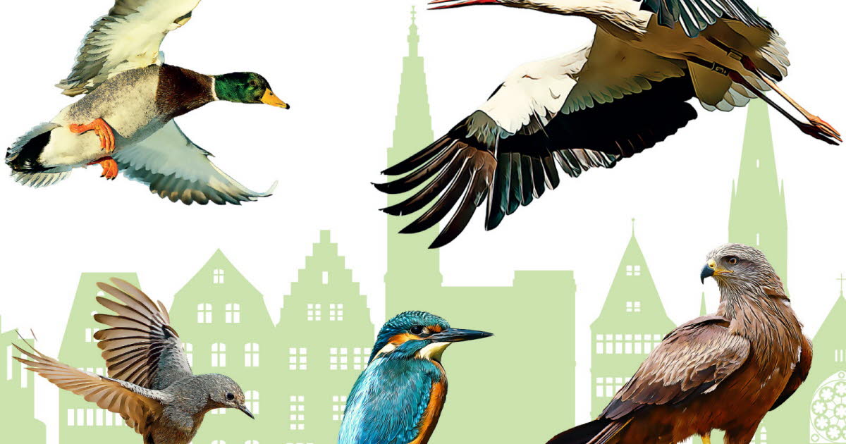 levez la tête, on a cinq oiseaux à vous faire découvrir