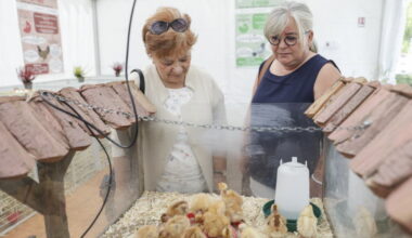 Foire européenne de Strasbourg 2025. Bonnes affaires, animations... la 93e édition en images